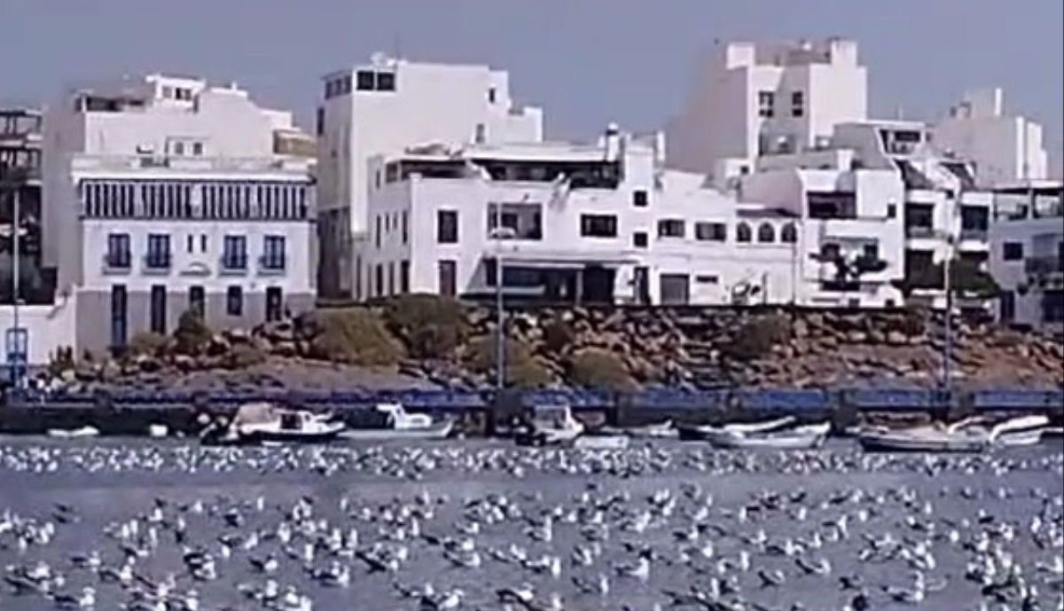 Centenares De Gaviotas Dejan Una Impactante Imagen En El Charco De San