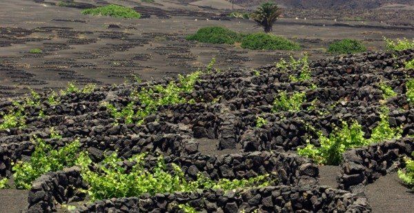 Las Jornadas Europeas de Patrimonio se celebrarán en Lanzarote con La Geria como protagonista