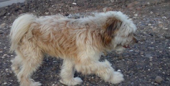 Encuentra un perro perdido en Puerto del Carmen y busca a sus dueños