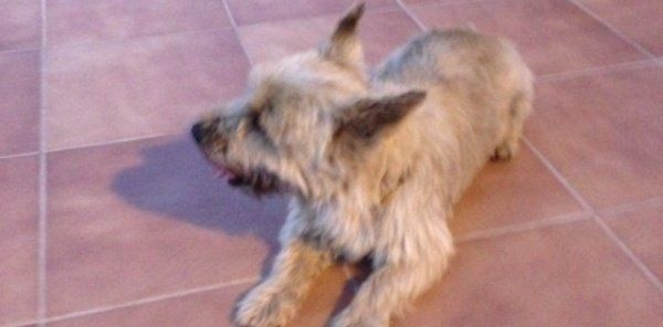 Busca a su perro, perdido en abril en Puerto del Carmen