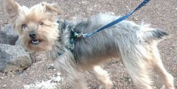 Micky, un yorkshire terrier perdido en Argana Alta