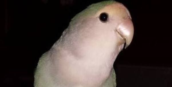 Busca a su pájaro Kiwi, que fue visto por última vez en Tías