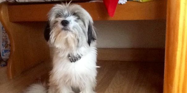 Busca a su perro Roky, perdido en Costa Teguise