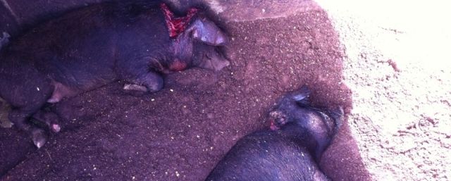 Tres cochinos agonizan en un corral de La Geria tras ser atacados por varios perros de madrugada