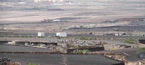 Aumentan de forma preocupante los casos de envenenamiento a animales en Lanzarote