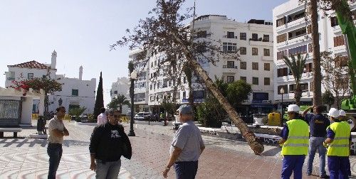 Desaparecen dos de las cuatro araucarias muertas del parque Ramírez Cerdá