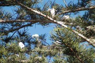 El Cabildo retira las garzas del parque Ramírez Cerdá y el Ayuntamiento lo desinfecta