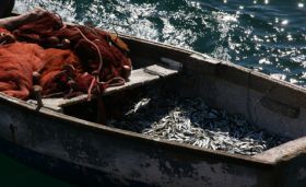 Pillados mientras pescaban sardina inmadura, con una red prohibida y desde una embarcación de recreo en Arrecife