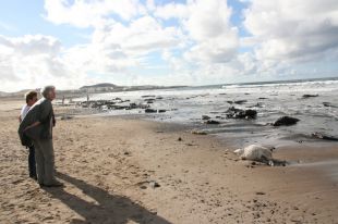 Reses muertas a orillas del mar