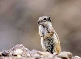 Lanzarote, en guardia ante una posible plaga de la Ardilla Moruna