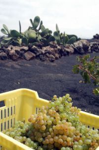 A pisar la uva en las fiestas de La Geria