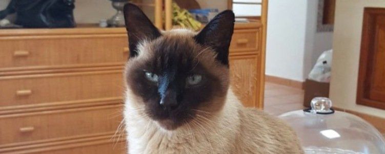 Piden ayuda para encontrar a un gato perdido en El Cable