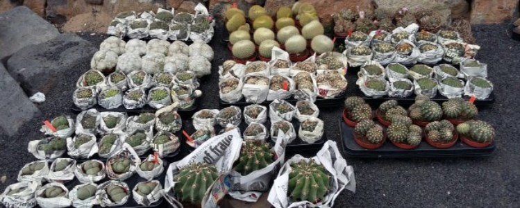 Mil nuevas plantas para el Jardín de Cactus