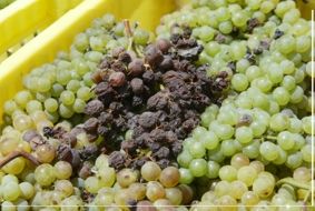 Higinio Hernández acusa a "algunas" bodegas de estar "chantajeando" a los agricultores