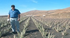 Higinio Hernández pide sosiego al sector del vino para centrar los esfuerzos en recoger toda la cosecha