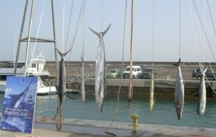 El Fénix I de Juan Miguel Winter logró capturar ayer un marlin azul de 259,85 kilos