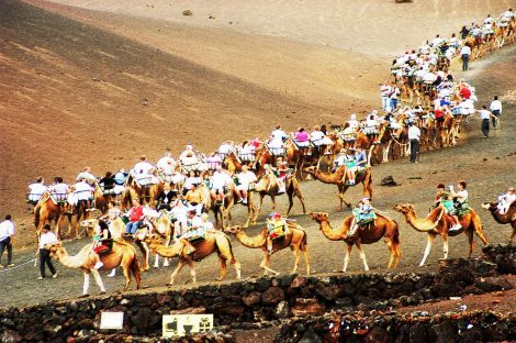 El TSJC anula la ordenanza reguladora del servicio de transporte en camellos en el Parque Nacional de Timanfaya