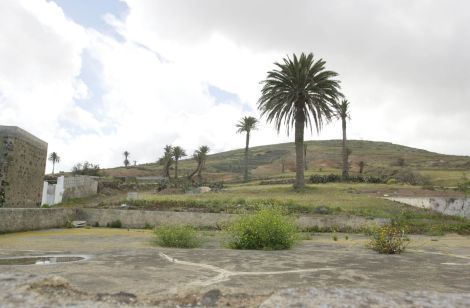 El Gobierno de Canarias estudia emitir un decreto para proteger la palmera canaria