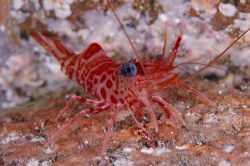 Éxito de la segunda edición del Fotosub Lanzarote 2006