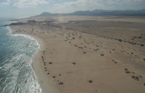 Encuentran un tiburón de cuatro metros muerto cerca de las costas de Fuerteventura