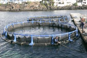 La acuicultura abre un nuevo horizonte en el sector de la pesca de Lanzarote