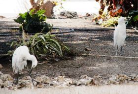 Las garzas del Parque Viejo de Arrecife pueden volar a otra ubicación