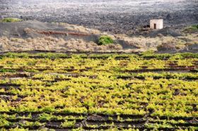 Fajardo Palarea respaldará el desarrollo agropecuario de Lanzarote en el marco de la economía general isleña