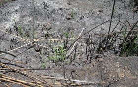 Foresta consigue reunir a más de 500 voluntarios para trabajar en la recuperación forestal de Canarias tras los incedios