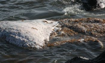 Aparecen los restos de un cetáceo cerca de Caleta de Caballo