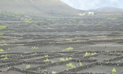 Agricultura tramitará la consideración de La Geria como zona de interés turístico y cultural en los Presupuestos Generales