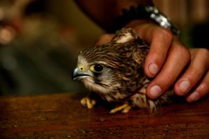 Medio Ambiente pone en marcha un plan para reducir la mortalidad de las poblaciones amenazadas de aves en Lanzarote