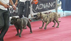 Teguise acogerá el VI Concurso Canino de la isla