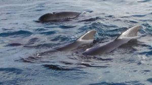 Medio Ambiente inicia estudios biológicos para la conservación de cetáceos en Lanzarote