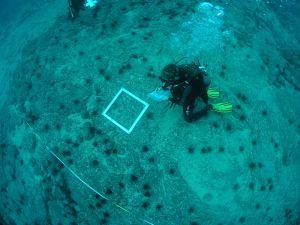 Más de 94.300 erizos diadema eliminados del fondo marino de Arrecife