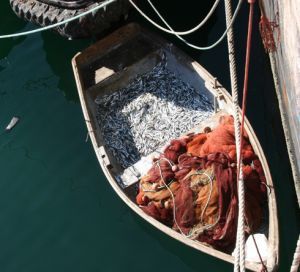 Canarias respalda la adopción de medidas comunitarias en contra de la pesca ilegal