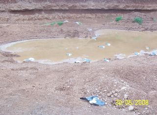 Cientos de gaviotas aparecen muertas en la isla por causas aún desconocidas