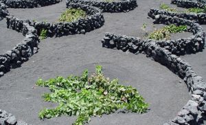 El rector de Las Palmas presenta los cursos de Verano de la Universidad de Lanzarote