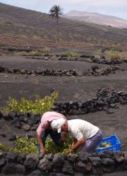 Bodegueros y viticultores de Lanzarote serán llamados a las urnas