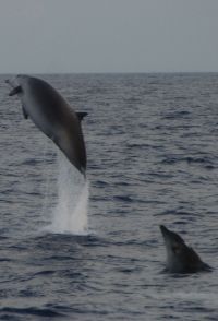 La goleta de Caja Mediterráneo logra avistar un ejemplar de Zifio de Gervais en aguas lanzaroteñas