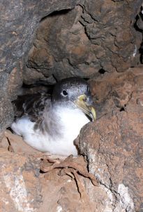 Pájaros con ángel de la guarda