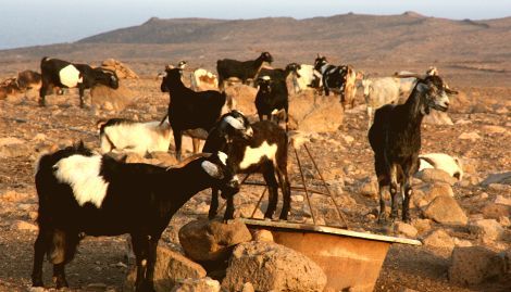 Los ganaderos de Lanzarote firman un nuevo acuerdo con Maxorata cansados de las promesas incumplidas de la Quesería Insular