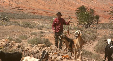 El PSC acusa al Gobierno canario de abandonar y desproteger al sector ganadero en Lanzarote