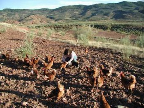 El Gobierno crea un registro de transportistas de animales vivos