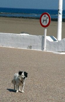 San Bartolomé inició 137 expedientes relacionados con infracciones caninas en 2008