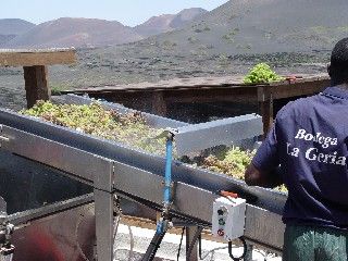 El vino de Lanzarote figura en la Guía Repsol 2009