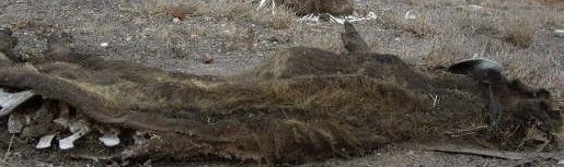 El Ayuntamiento de San Bartolomé retira los animales muertos del barranco de los Roferos