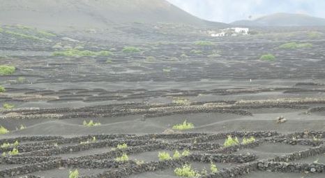 Lanzarote Wine Run combinará deporte y cata de vinos