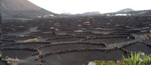 Lanzarote Wine Run combinará deporte y enología