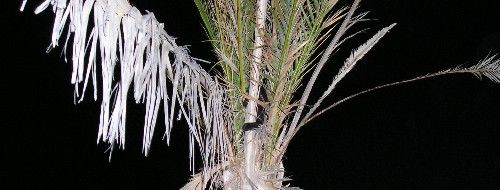 Un gato permanece 14 horas en una palmera