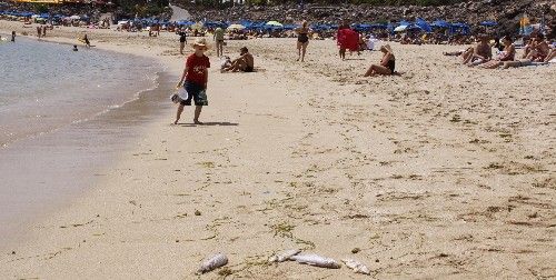 Aparecen lubinas muertas en la orilla de Playa Dorada